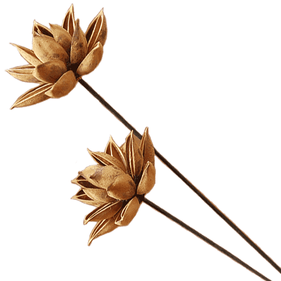 DriedFlowers1